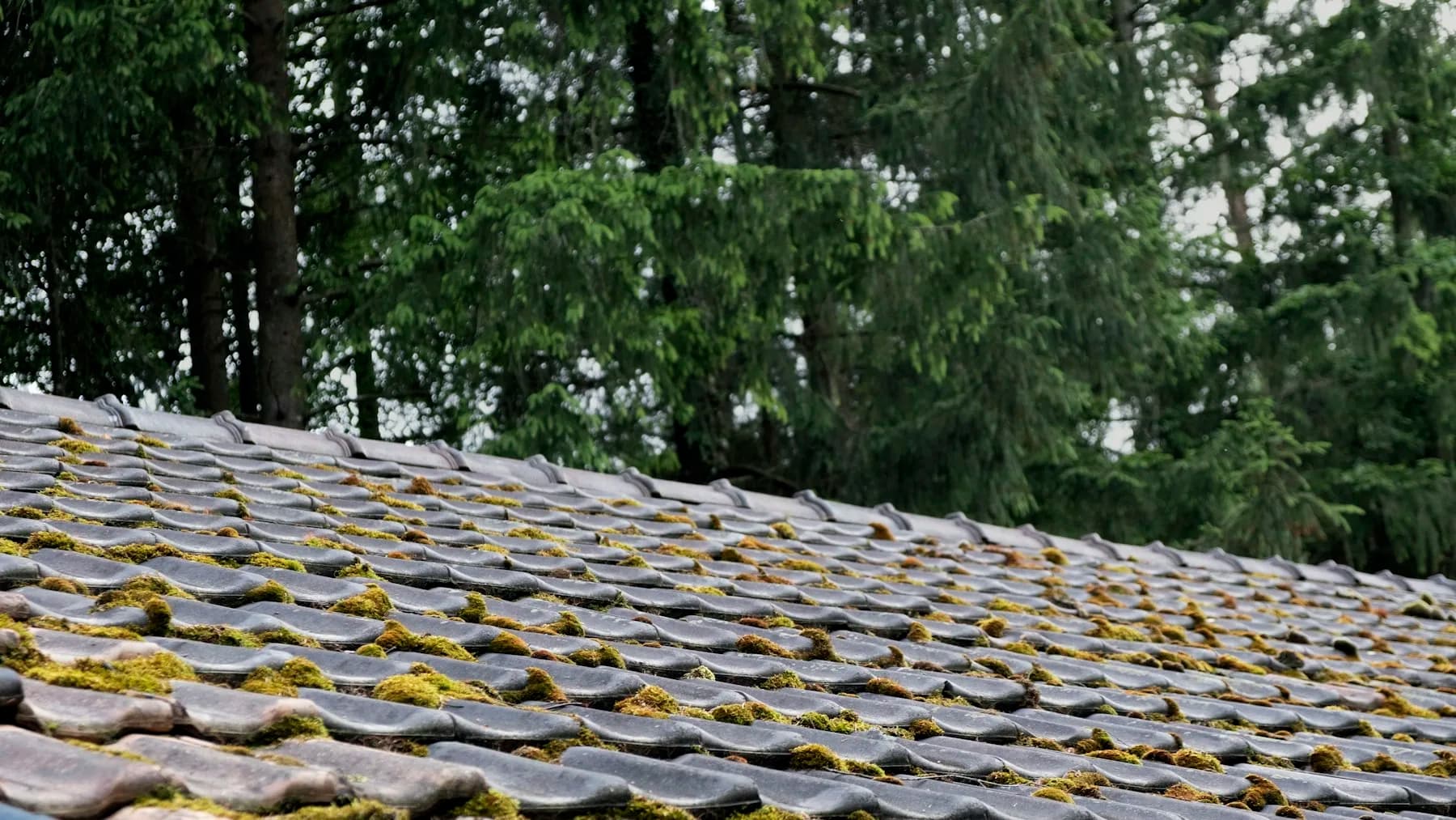 Curling, moss-held shingles on a shaded north slope before tear-off