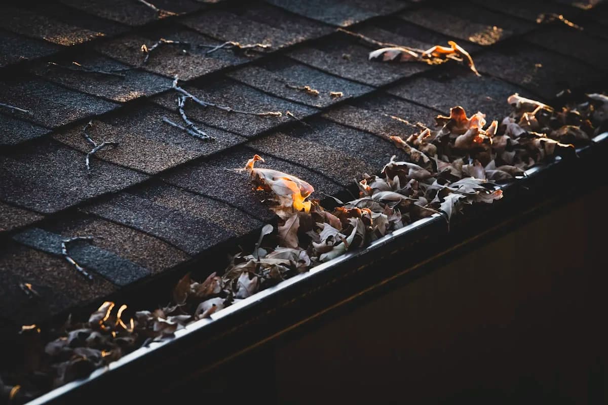 Gutter packed with oak leaf litter before cleaning and guards
